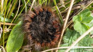 Attēlu rezultāti vaicājumam “Macrothylacia rubi”