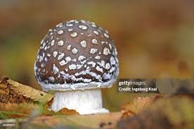 Attēlu rezultāti vaicājumam “Amanita pantherina”