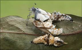 Attēlu rezultāti vaicājumam “Chloris chloris male”