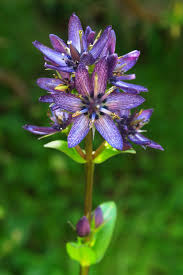 Attēlu rezultāti vaicājumam “Swertia perennis flower”
