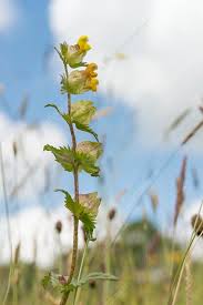 Attēlu rezultāti vaicājumam “Rhinanthus minor”
