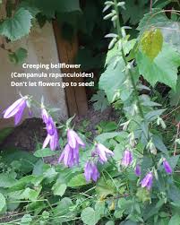 Attēlu rezultāti vaicājumam “Campanula rapunculoides leaf”