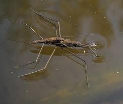 Attēlu rezultāti vaicājumam “Aquarius najas”