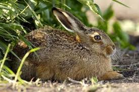 Attēlu rezultāti vaicājumam “Lepus europaeus”