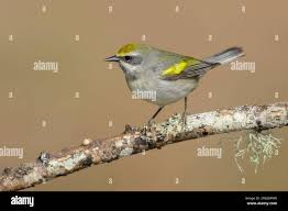 Image result for Vermivora chrysoptera