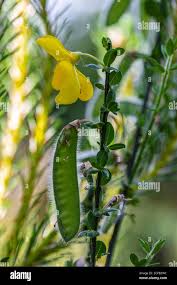 Attēlu rezultāti vaicājumam “Cytisus scoparius fruit”