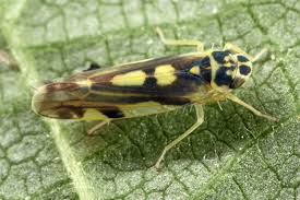 Attēlu rezultāti vaicājumam “Eupteryx vittata”