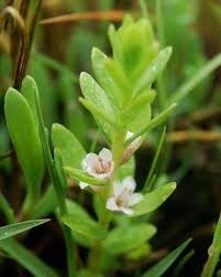 Attēlu rezultāti vaicājumam “Glaux maritima flower”