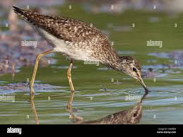 Attēlu rezultāti vaicājumam “Tringa glareola adult”