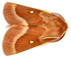 Attēlu rezultāti vaicājumam “Lasiocampa trifolii male”