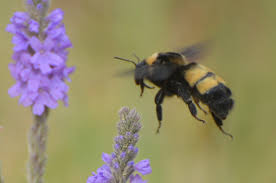 Attēlu rezultāti vaicājumam “Bombus”