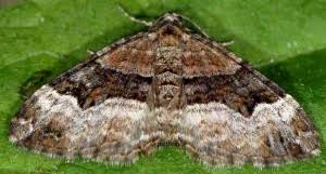 Attēlu rezultāti vaicājumam “Xanthorhoe biriviata”