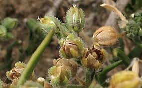 Attēlu rezultāti vaicājumam “Spergularia marina bud”