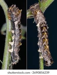 Attēlu rezultāti vaicājumam “Thyatira batis”