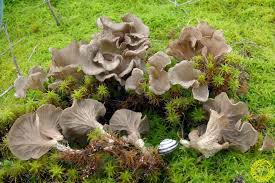 Attēlu rezultāti vaicājumam “Arrhenia spatulata”