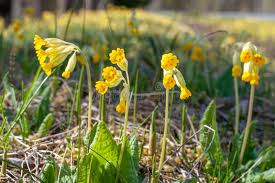 Attēlu rezultāti vaicājumam “Primula veris leaf”