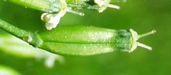 Attēlu rezultāti vaicājumam “Anthriscus sylvestris fruit”