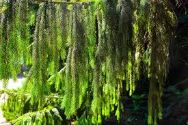 Attēlu rezultāti vaicājumam “Picea abies fo. virgata leaf”