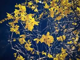 Attēlu rezultāti vaicājumam “Forsythia intermedia”