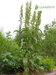 Attēlu rezultāti vaicājumam “Rumex hydrolapathum fruit”