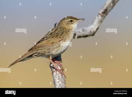 Image result for Locustella naevia