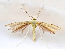 Attēlu rezultāti vaicājumam “Adaina microdactyla”