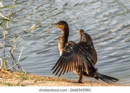 Attēlu rezultāti vaicājumam “Phalacrocorax carbo”