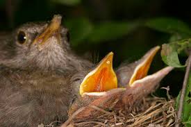 Attēlu rezultāti vaicājumam “Turdus merula nest”