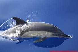 Image result for Delphinus delphis