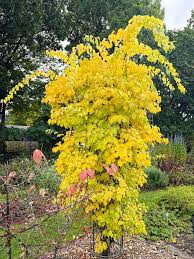 Attēlu rezultāti vaicājumam “Celastrus flagellaris”