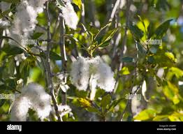 Attēlu rezultāti vaicājumam “Populus simonii”