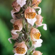 Image result for Digitalis lanata