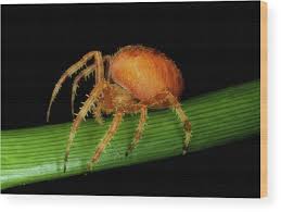 Attēlu rezultāti vaicājumam “Araneus quadratus female”