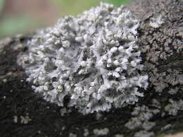 Attēlu rezultāti vaicājumam “Physcia adscendens”