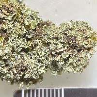 Attēlu rezultāti vaicājumam “Cladonia caespiticia”