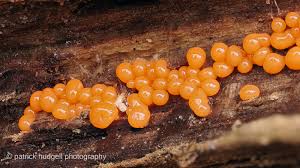 Attēlu rezultāti vaicājumam “Hemitrichia decipiens young”