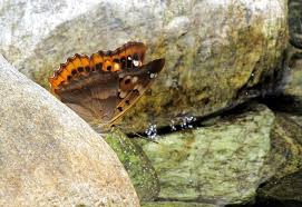 Attēlu rezultāti vaicājumam “Apatura ilia male”