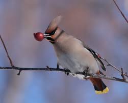Attēlu rezultāti vaicājumam “Bombycilla garrulus”
