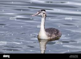 Attēlu rezultāti vaicājumam “Podiceps cristatus juvenile”