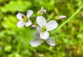 Image result for Brunnenkresse