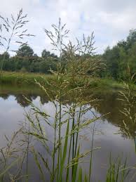 Attēlu rezultāti vaicājumam “Glyceria maxima fruit”