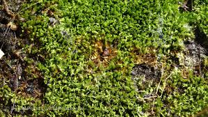 Attēlu rezultāti vaicājumam “Bryum capillare”