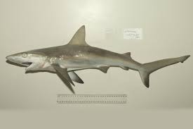 Image result for Carcharhinus amblyrhynchos