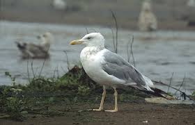 Image result for Larus cachinnans
