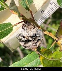 Attēlu rezultāti vaicājumam “Rabdophaga salicis”