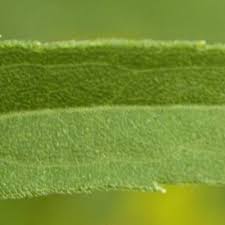 Attēlu rezultāti vaicājumam “Solidago canadensis leaf”