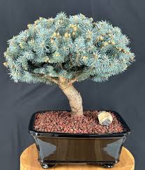 Attēlu rezultāti vaicājumam “Picea pungens”