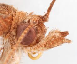 Attēlu rezultāti vaicājumam “Pandemis cinnamomeana female”