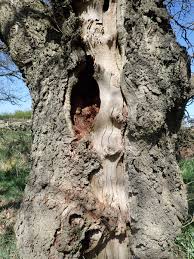 Attēlu rezultāti vaicājumam “Andricus quercuscorticis”