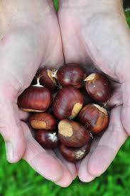 Attēlu rezultāti vaicājumam “Castanea sativa  fruit”